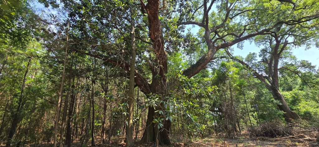 Talent Ln, Daphne AL, 36526