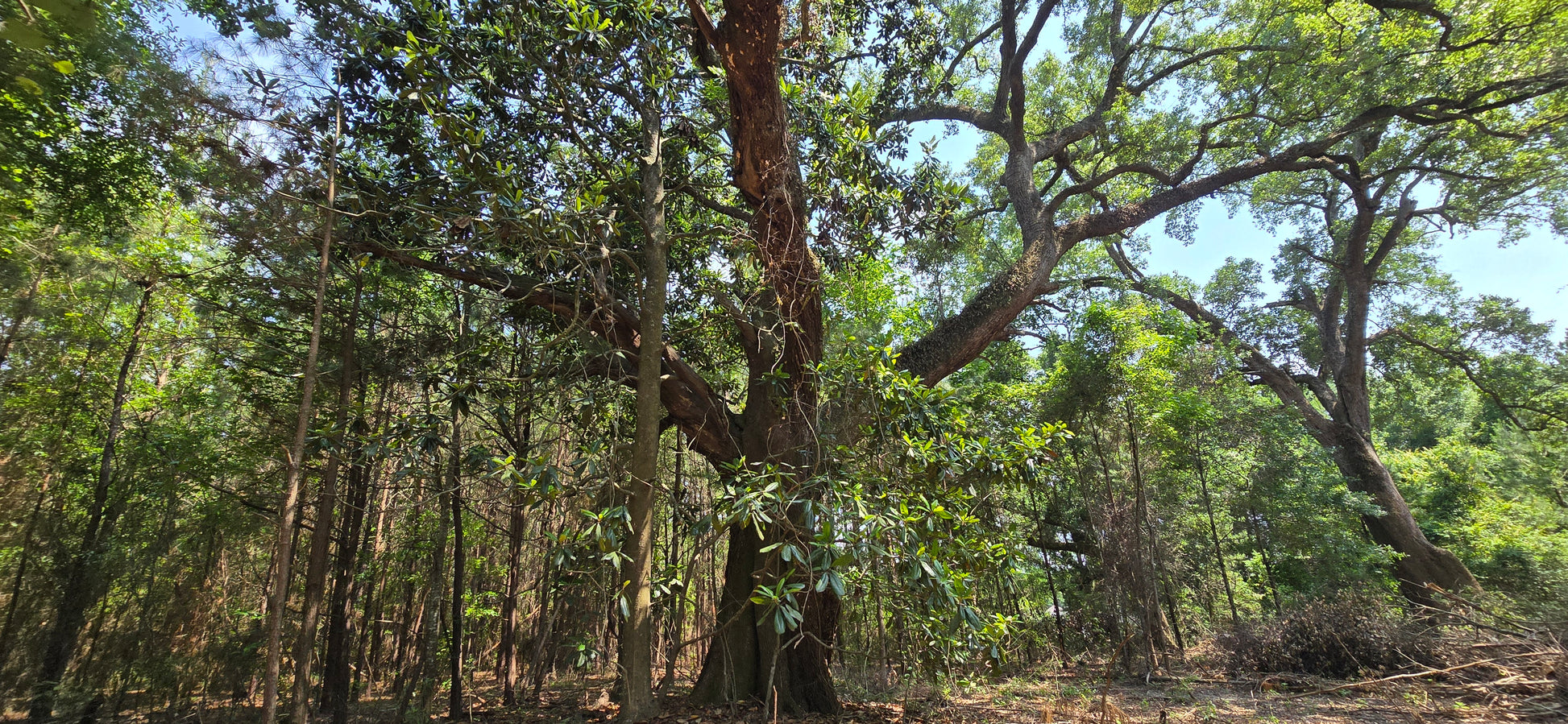 Talent Ln, Daphne AL, 36526