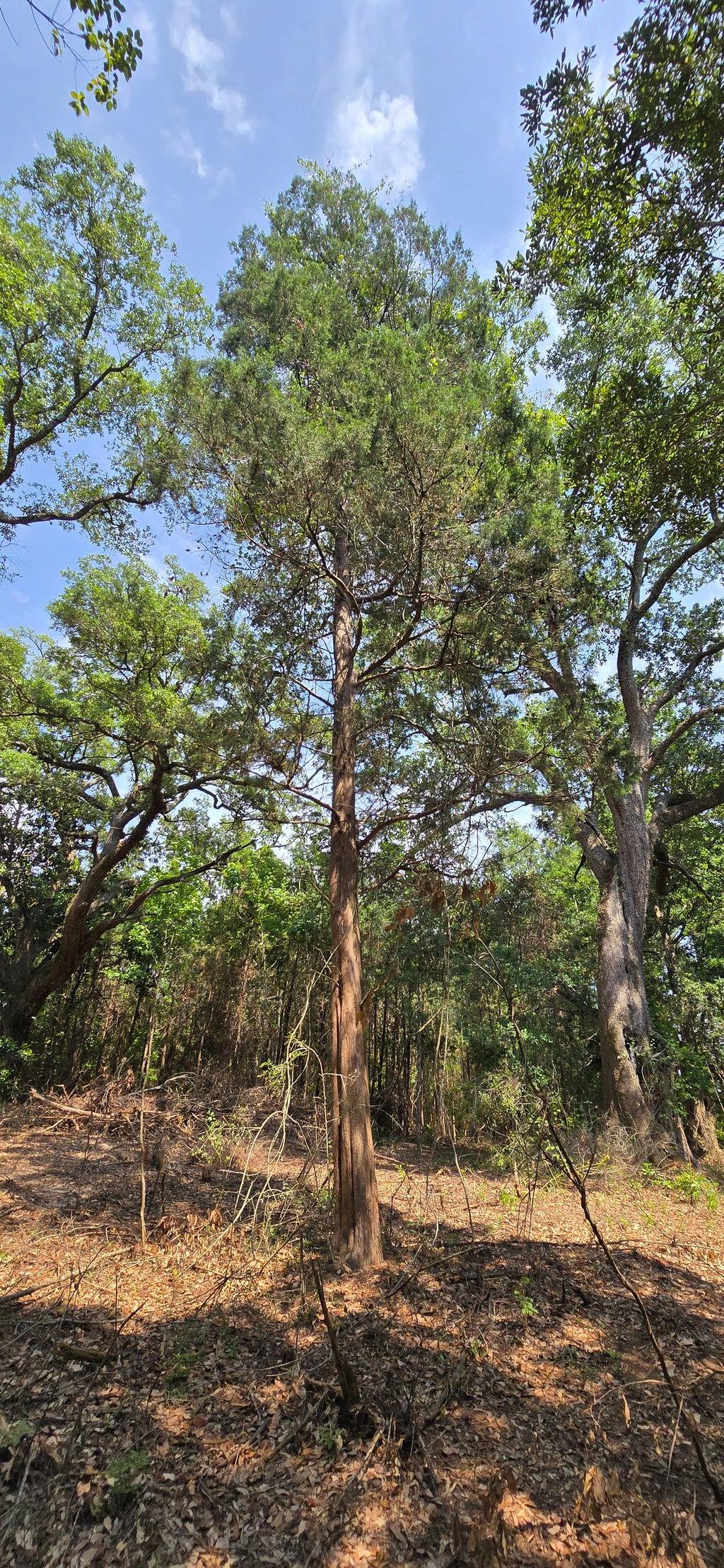 Talent Ln, Daphne AL, 36526